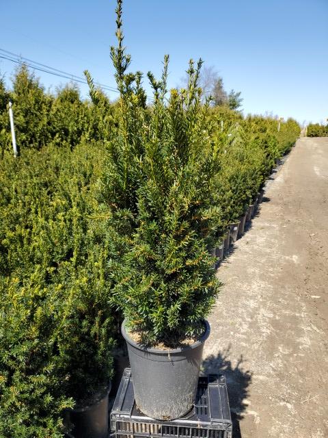 Taxus media Hicksii