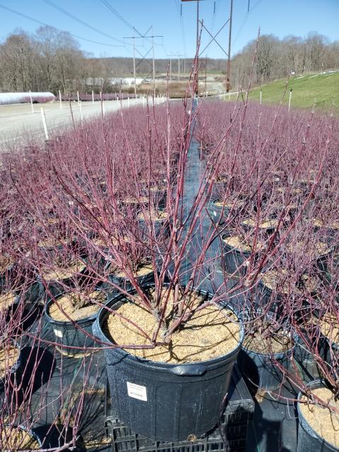 Cornus alba Ivory Halo®