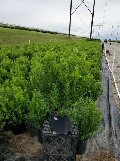 Ilex glabra Shamrock