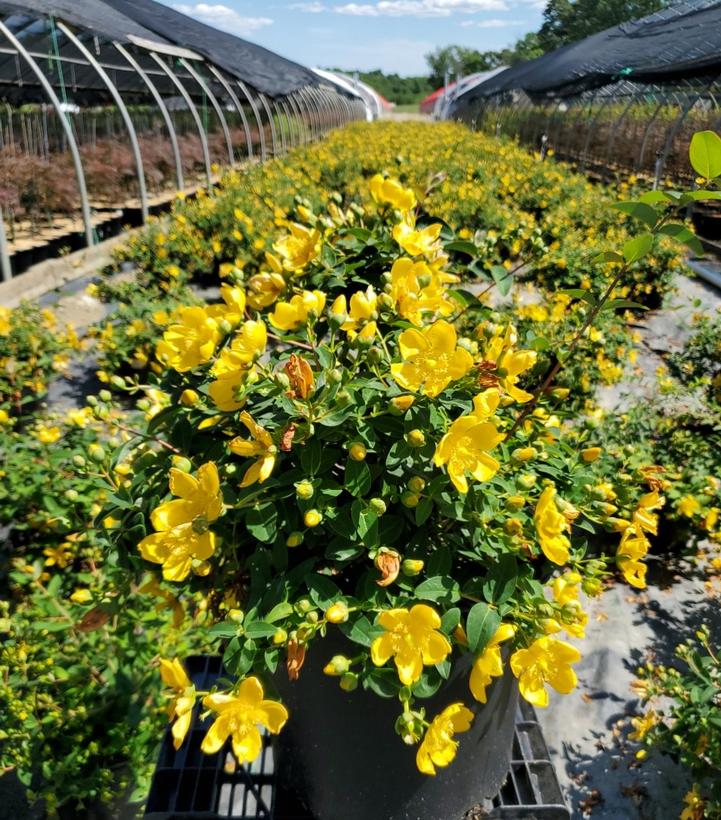 Hypericum patulum 'Hidcote'