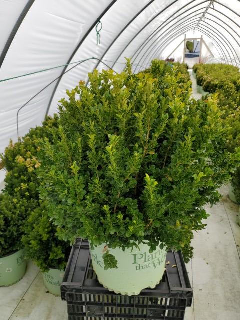 Buxus 'Cranberry Creek'