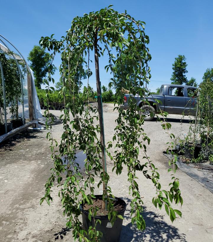 Prunus X Snow Fountains®