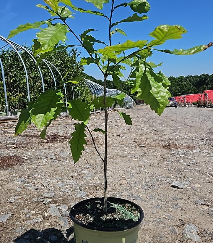 Quercus bicolor 