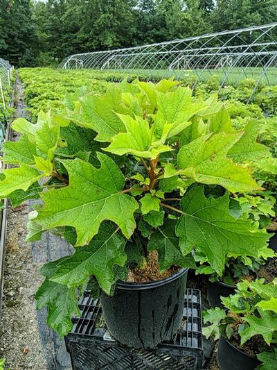 Hydrangea quercifolia 'Munchkin'