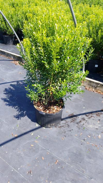 Ilex glabra Shamrock