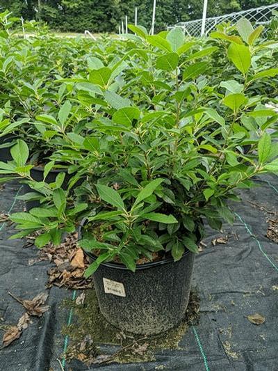 Ilex verticillata Red Sprite