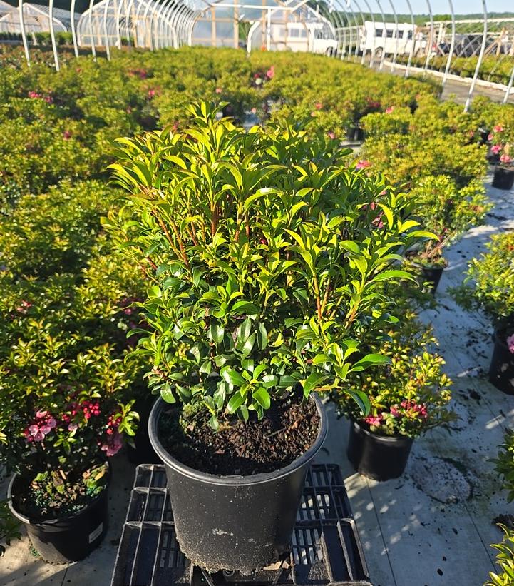 Kalmia latifolia 'Little Linda'