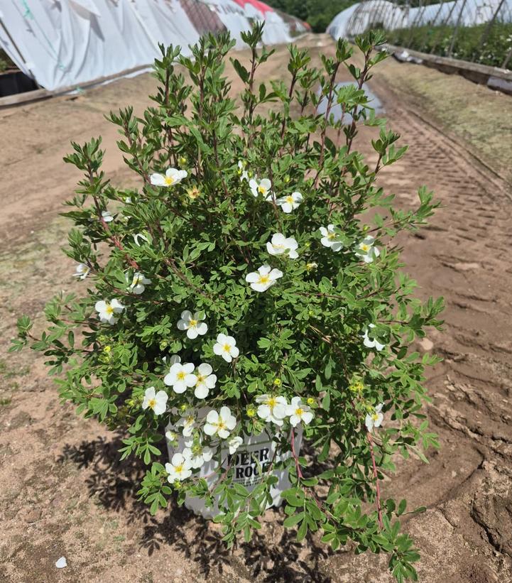 Potentilla fruticosa Happy Face® White