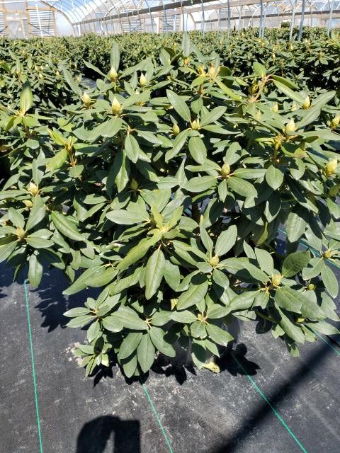 Rhododendron cat. 'English Roseum'