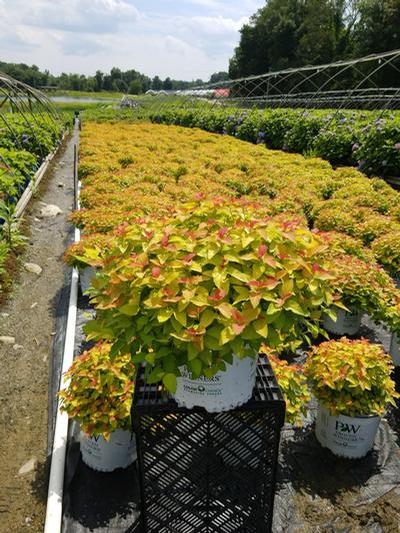 Spiraea jap. Double Play® Candy Corn®