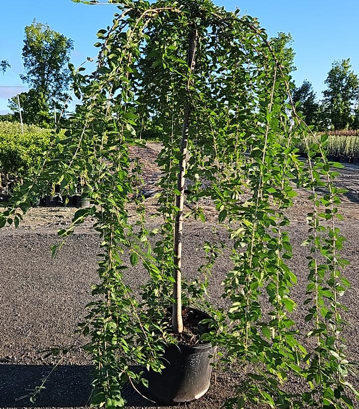 Prunus X Snow Fountains®
