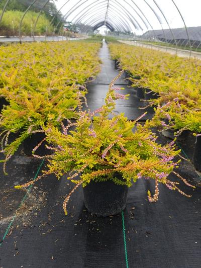 Calluna vulgaris Carnival