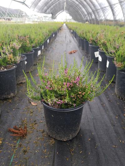 Calluna vulgaris Tib