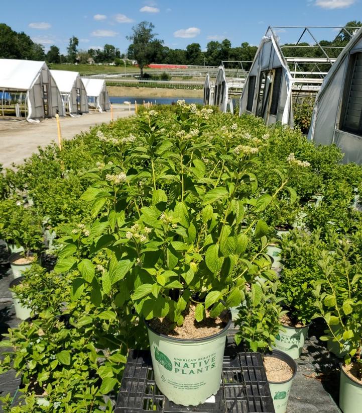 Ceanothus americanus 