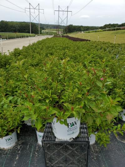 Weigela florida Snippet® Dark Pink