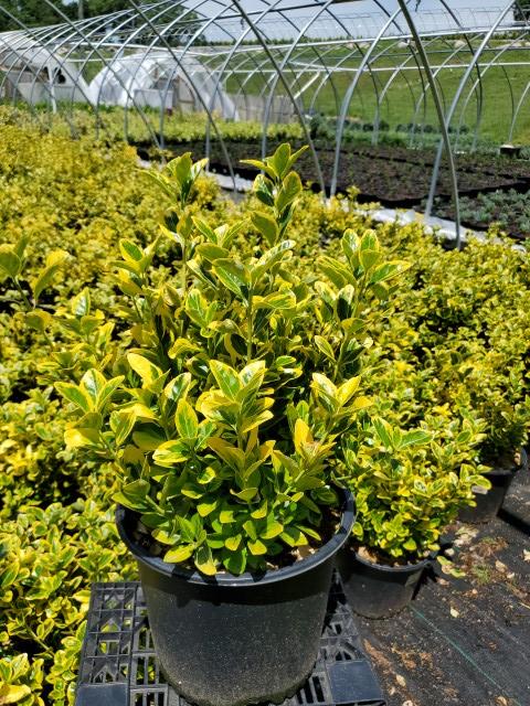 Euonymus japonica Aureo-Marginata