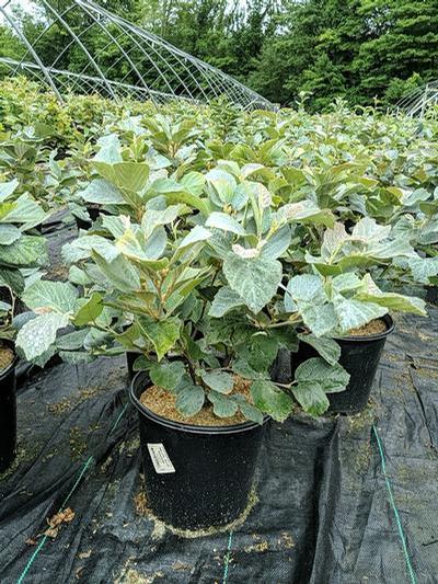 Fothergilla major 'Blue Shadow'