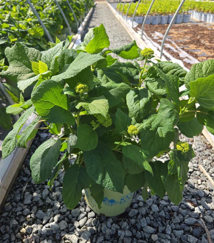 Hydrangea arborescens Haas' Halo
