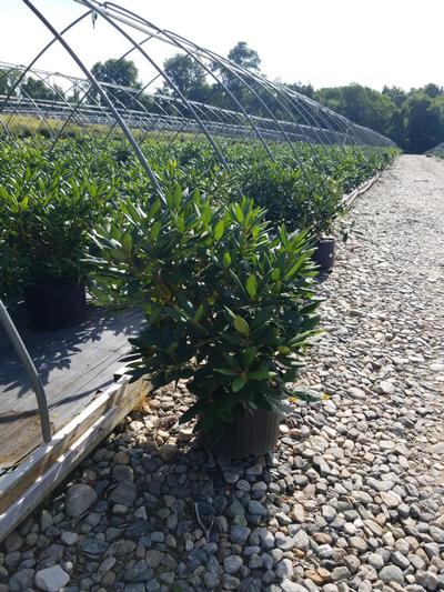 Rhododendron cat. 'English Roseum'