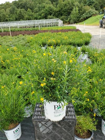 Hypericum X Sunny Boulevard®