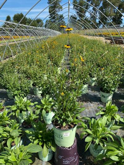 Rudbeckia var. Fulgida 