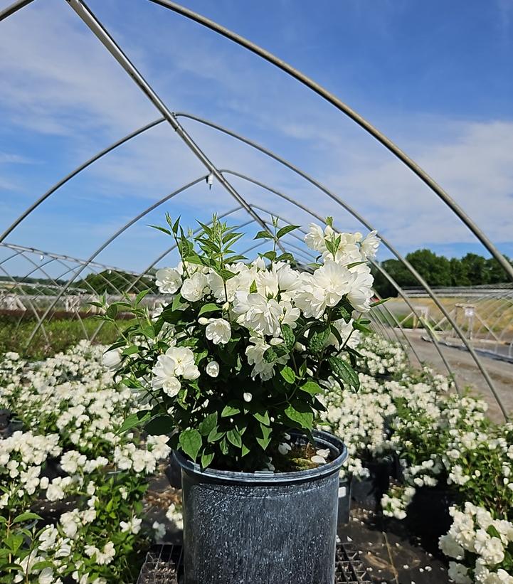 Philadelphus 'Snowbelle'