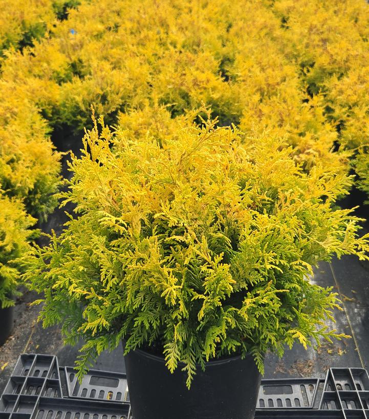 Chamaecyparis pisifera 'Vintage Gold'