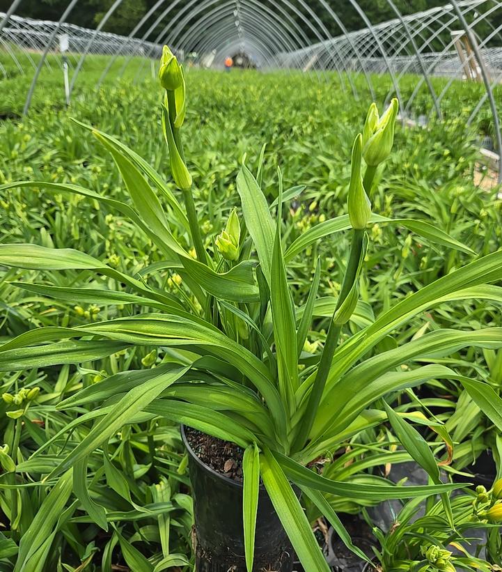 Hemerocallis Custard Candy