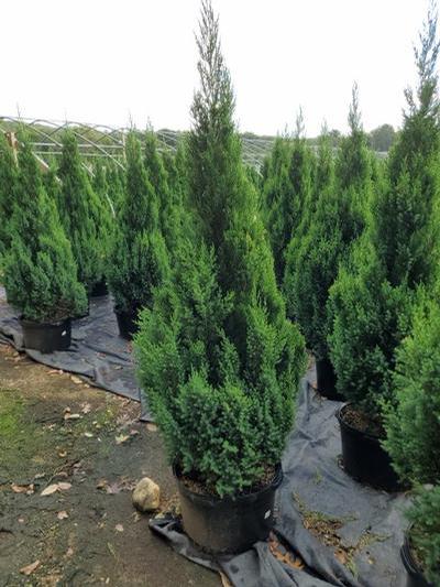 Juniperus chinensis Blue Point