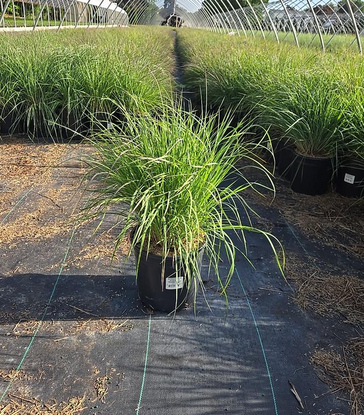 Schizachyrium scoparium 'Prairie Blues'