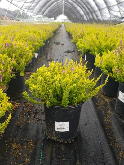 Calluna vulgaris Firefly