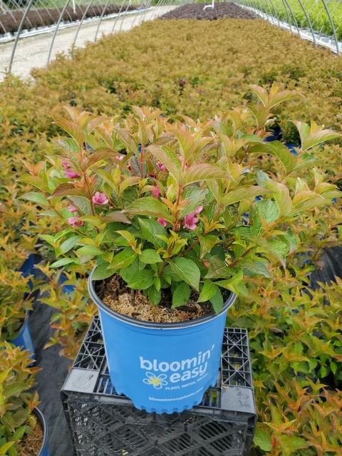 Weigela x Strobe