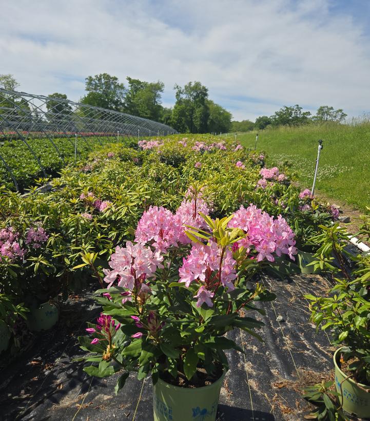 Rhododendron maximum Independence