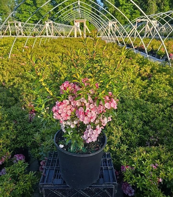Kalmia latifolia 'Tiddlywinks'