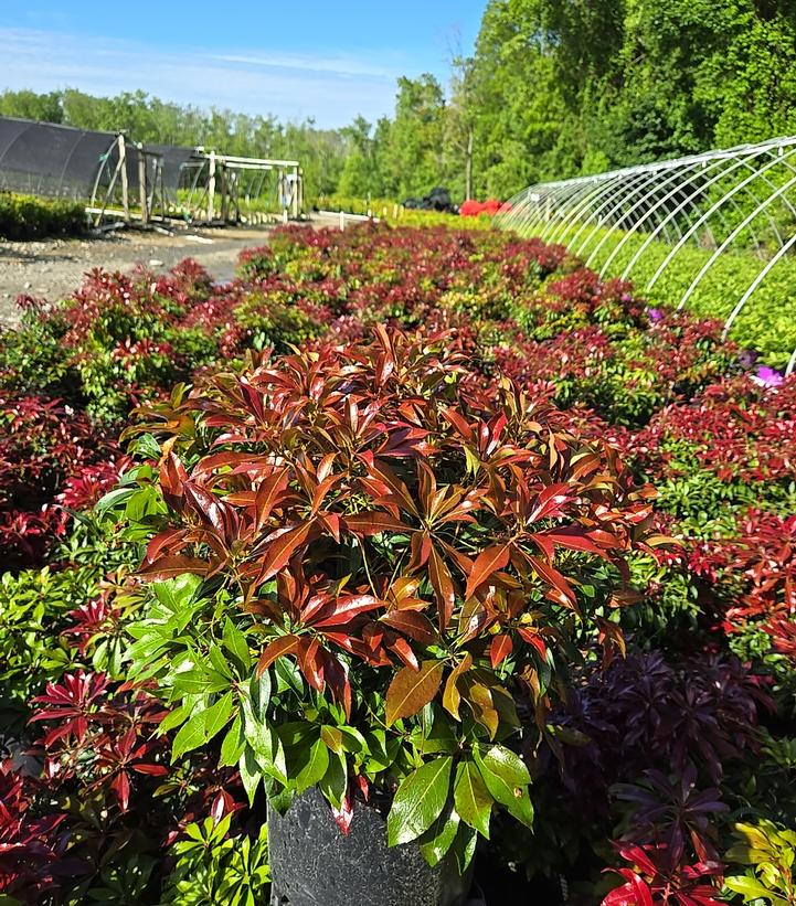 Pieris jap. 'Katsura'