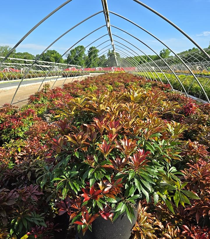 Pieris jap. 'Katsura'