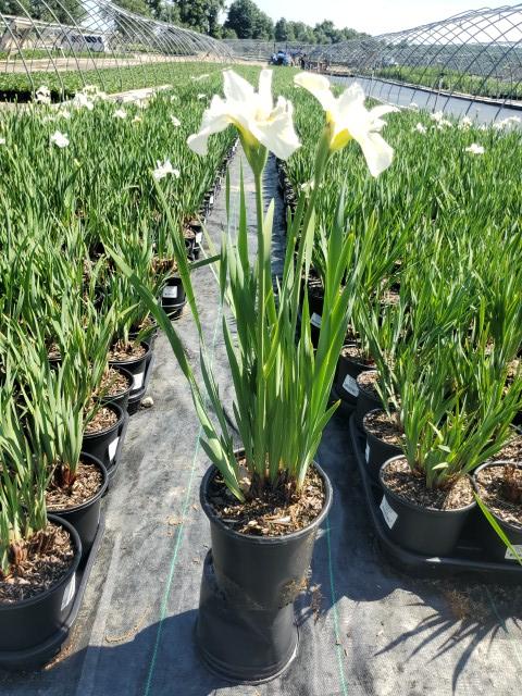 Iris sibirica 'Swans in Flight'