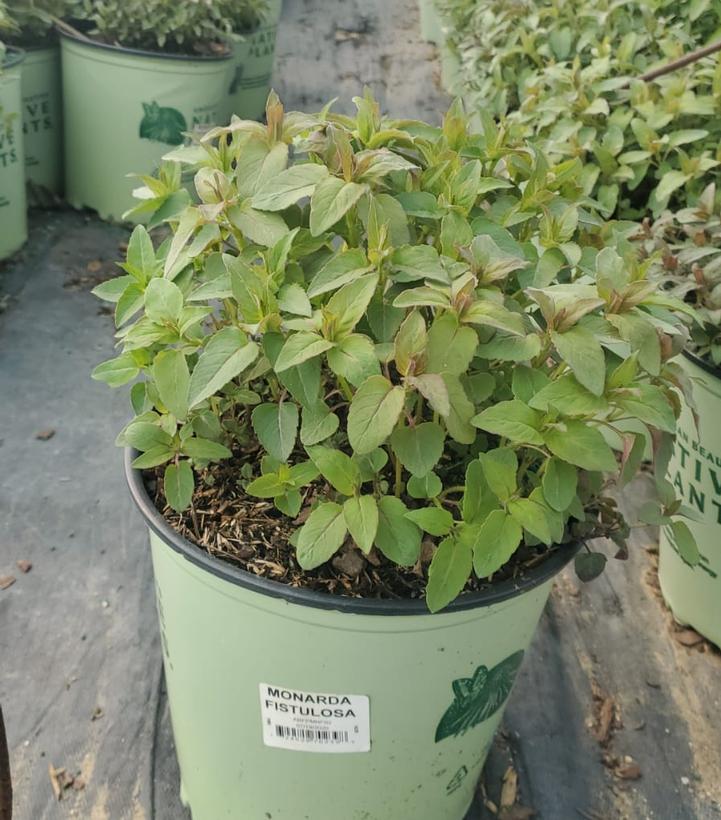 Monarda fistulosa 