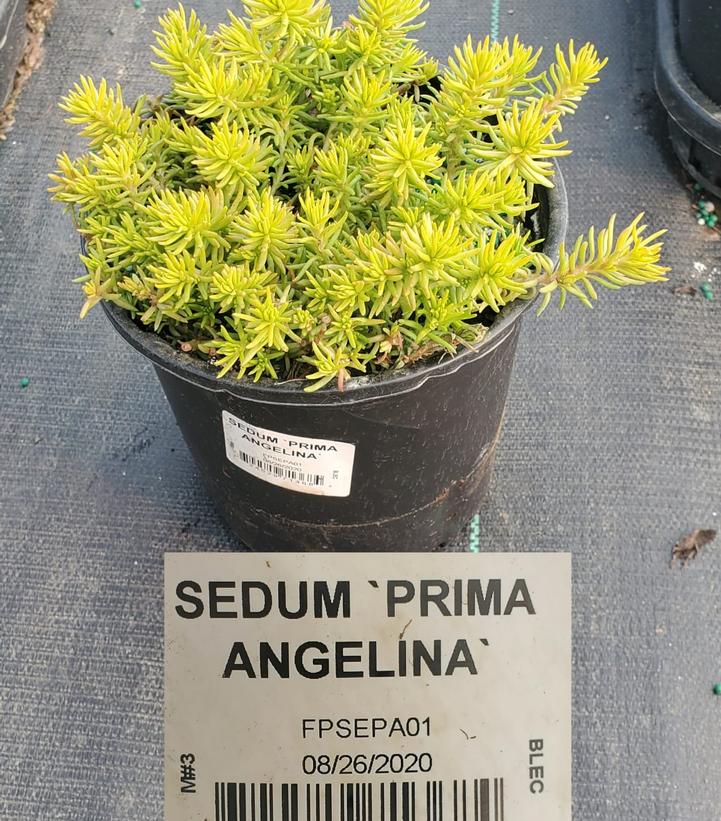 Sedum rupestre Prima Angelina