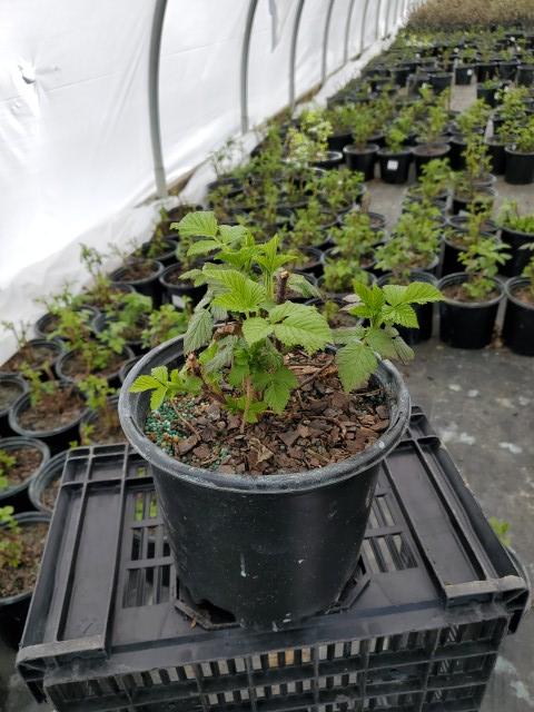 Rubus idaeus 'Meeker'