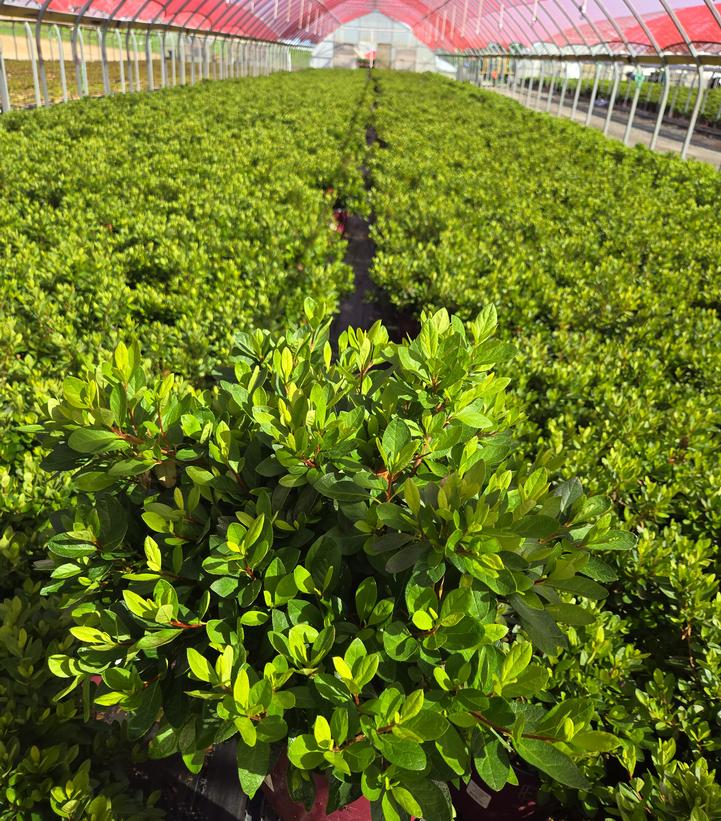 Azalea x Encore® Autumn Bonfire®