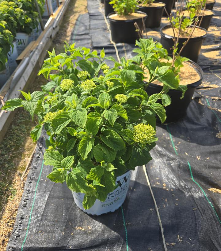 Hydrangea arborescens Invincibelle® Invincibelle Limetta®