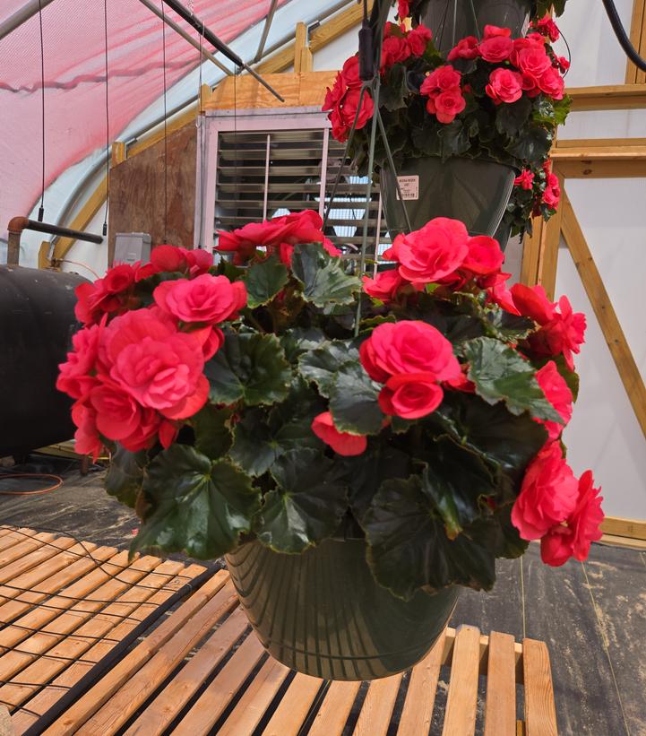 Begonia Rieger