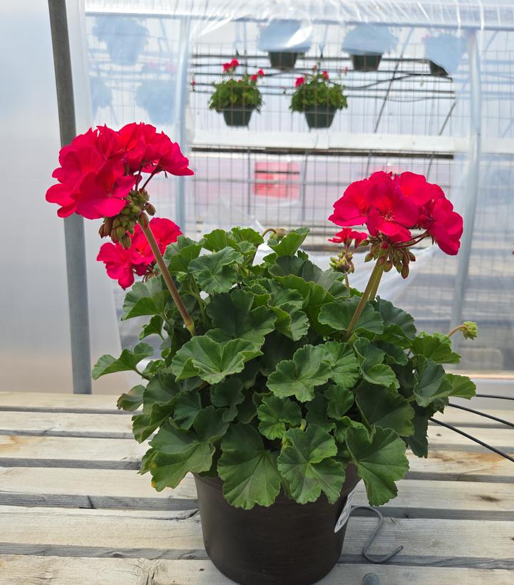 Geranium Zonal