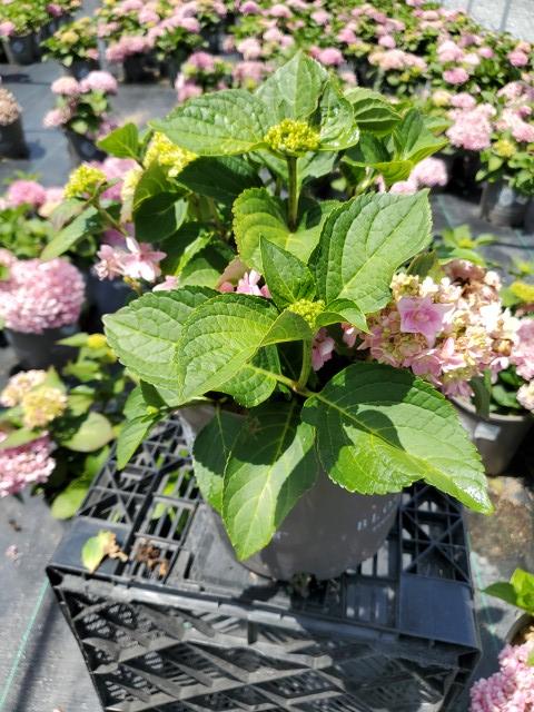 Hydrangea macrophylla Double Down®