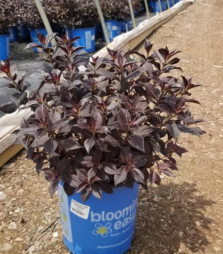 Weigela x Stunner™