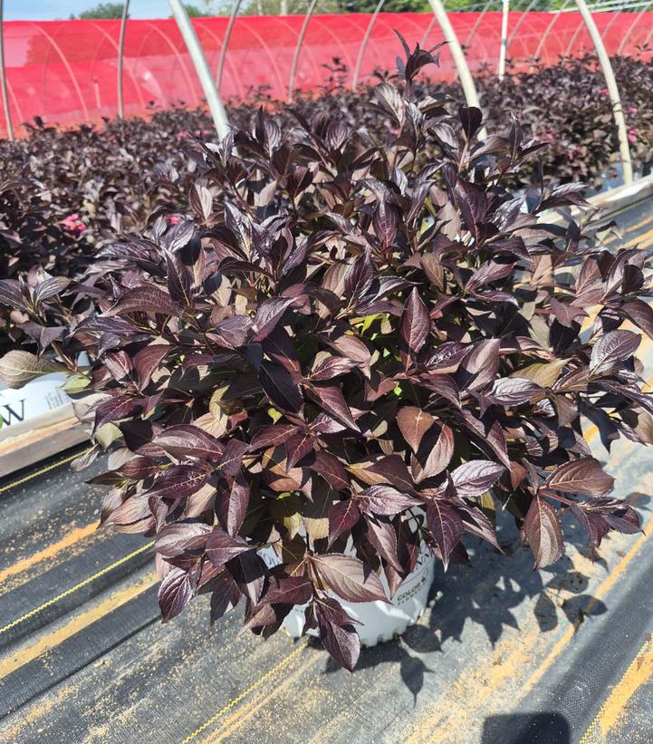Weigela florida Midnight Wine Shine®