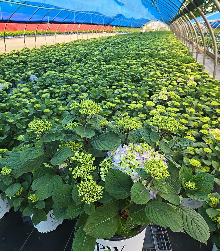 Hydrangea macrophylla Let's Dance Sky View®