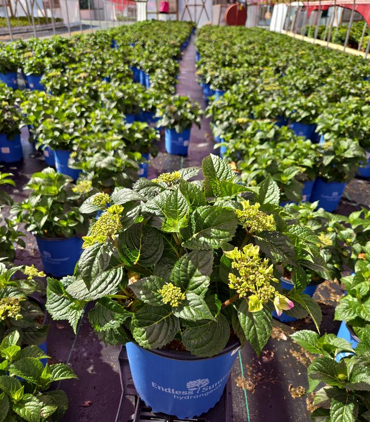 Hydrangea macrophylla Endless Summer® Pop Star®
