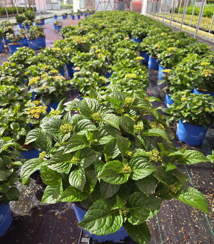 Hydrangea macrophylla Endless Summer® Pop Star®